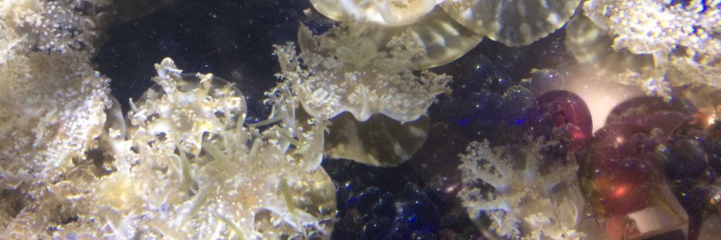 sltbee69's profile banner image