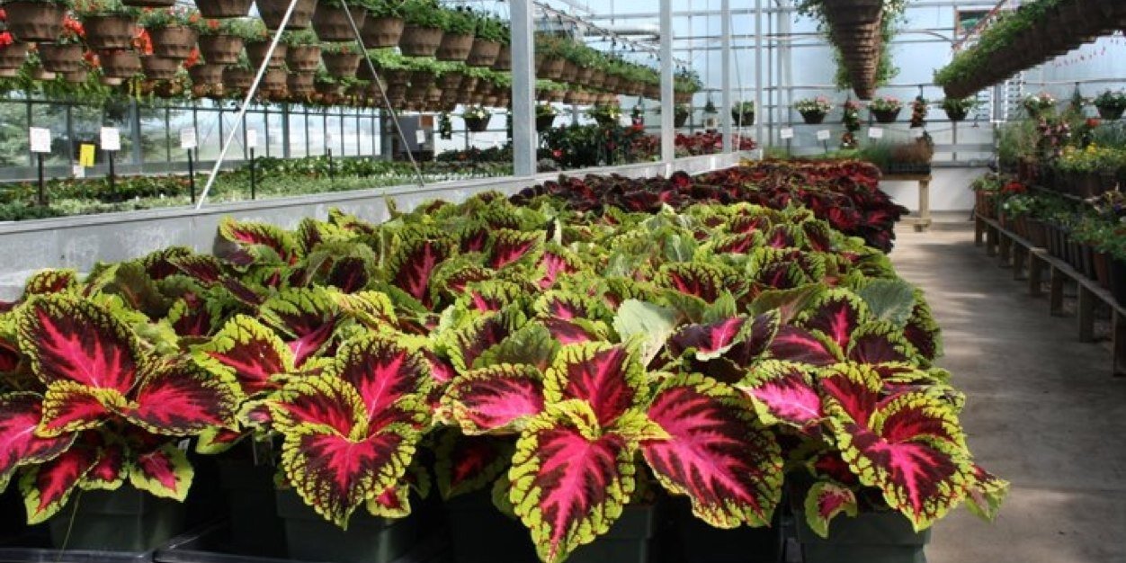 floristerra's profile banner image