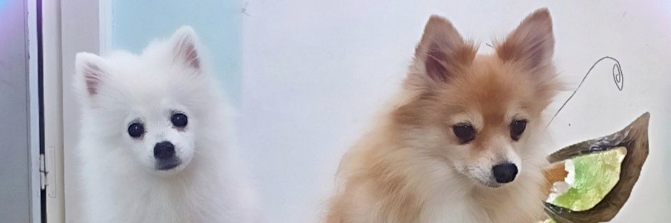 LioGaGo's profile banner image