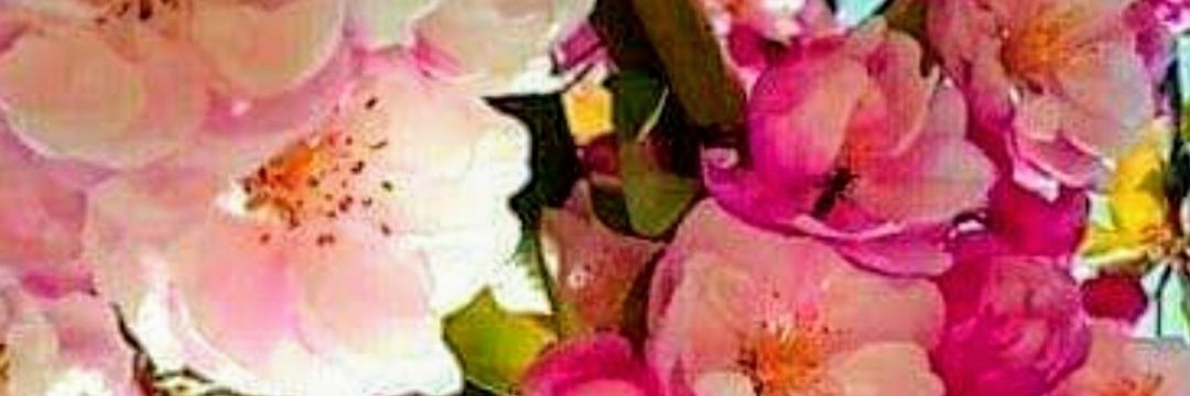 lisidunker's profile banner image
