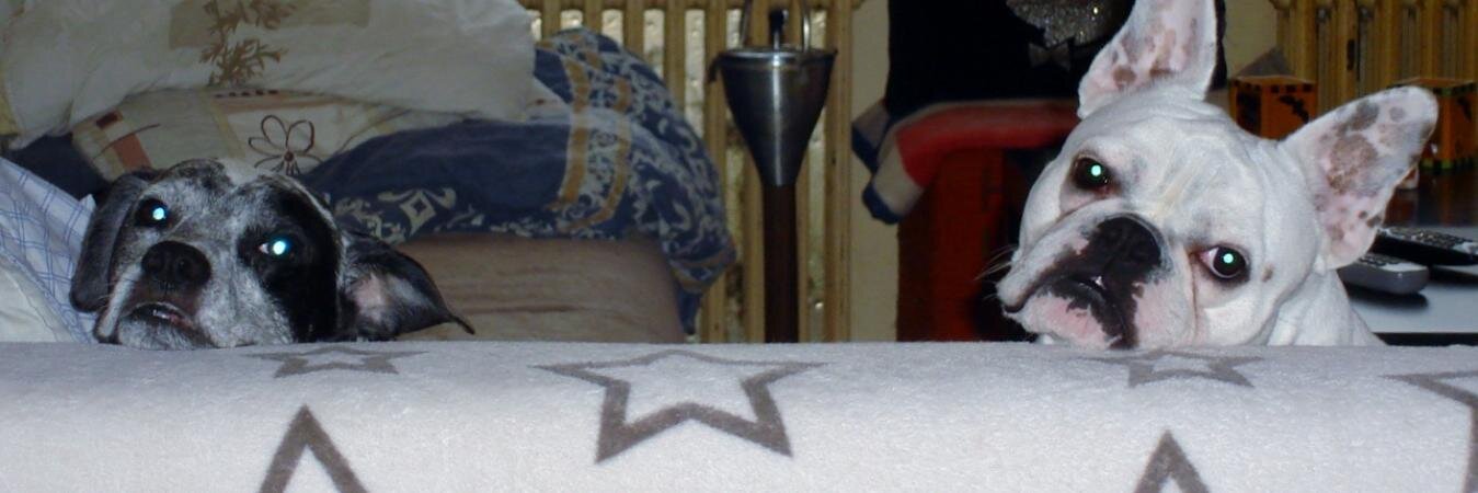 leske28's profile banner image