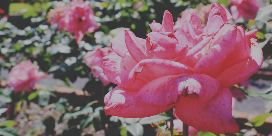 amoredonna's profile banner image