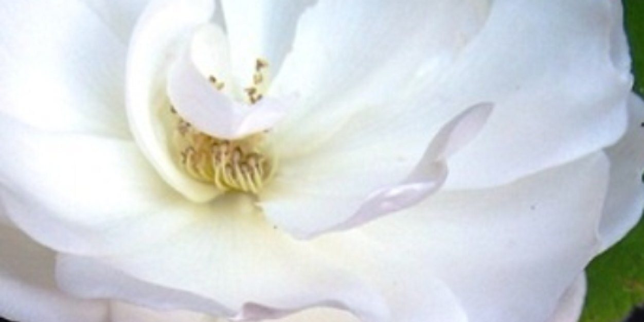 c_pentland's profile banner image