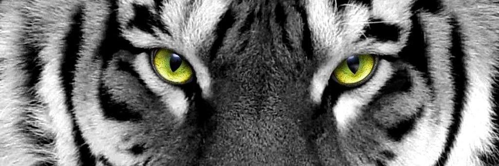 psantoro21's profile banner image