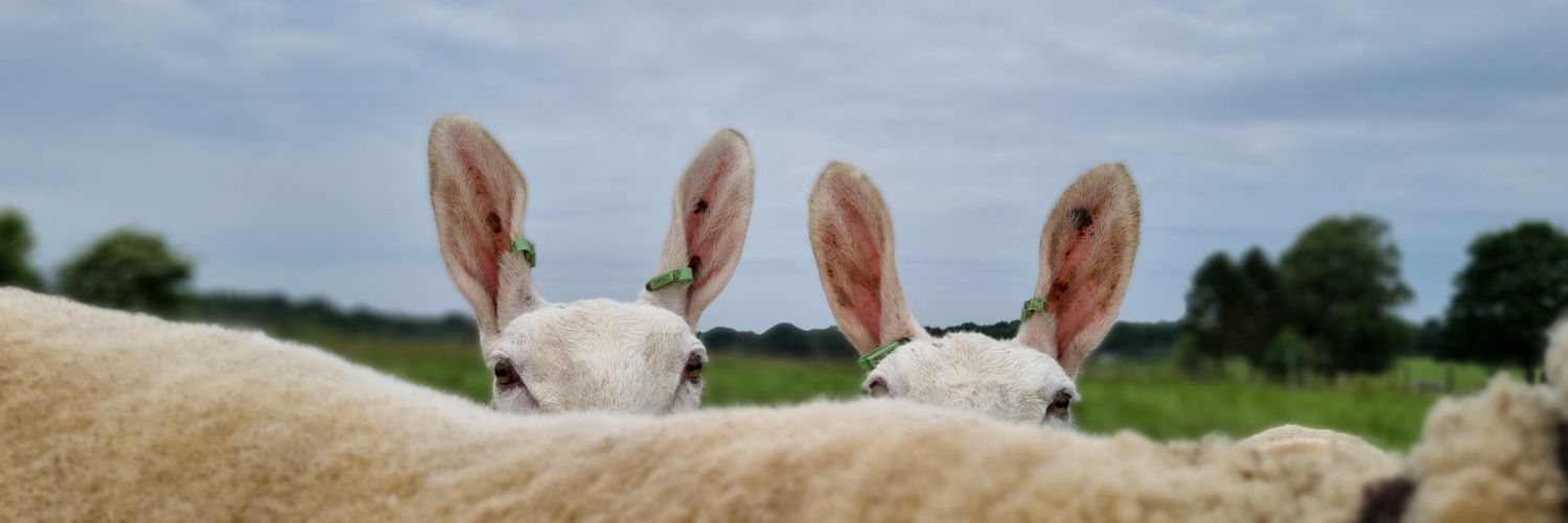De Arnhemse zorgboerin👩🏼‍🌾 banner