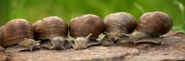 EarthToBre 🐌 banner