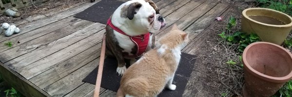 rcbg62 Profile Banner