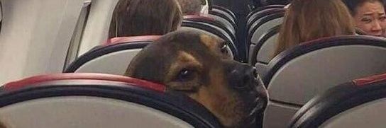 Inaudível ◢◤ banner