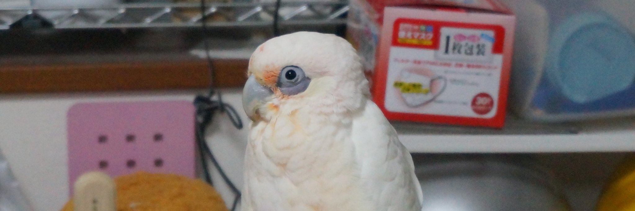 kanameh's profile banner image