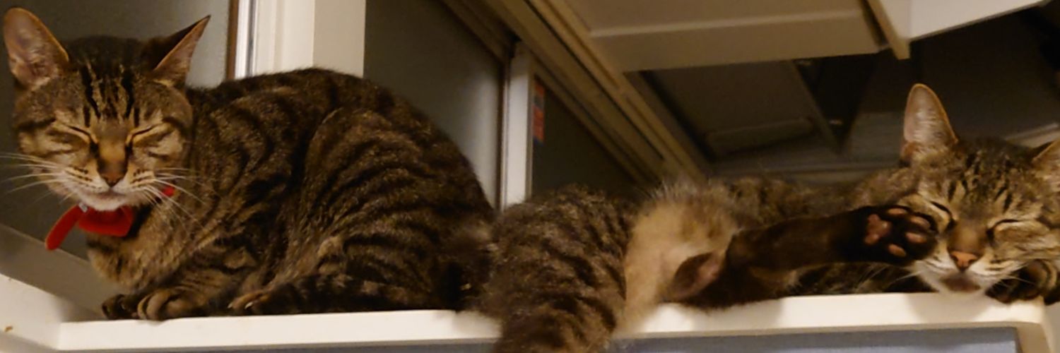 レジーナ☆鬼殺隊酒柱🇯🇵🇲🇽やまもとりょうこ・限界ツイ廃 banner