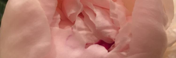 @bridgetgoldfrit banner