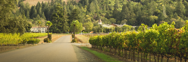 Chateau St. Jean banner