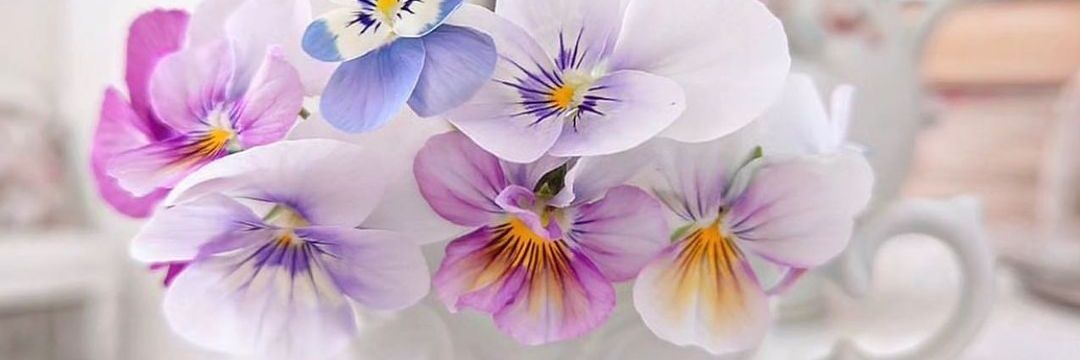 dilek aras banner