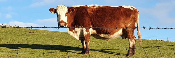 PresElectLM Profile Banner