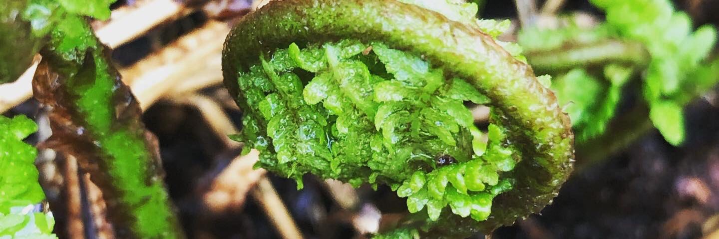 abigail cooper banner