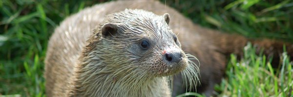 LutraLuke Profile Banner