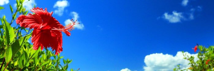 aloaolon's profile banner image