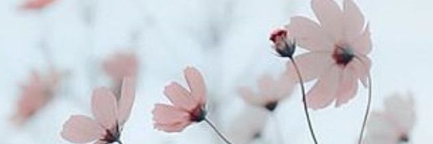 Maruliff's profile banner image