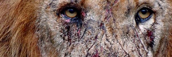 HAllisReal's profile banner image