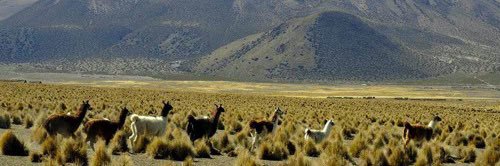 Baby Alpaca banner