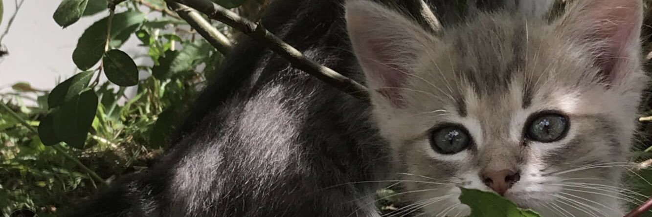 hiioceane's profile banner image