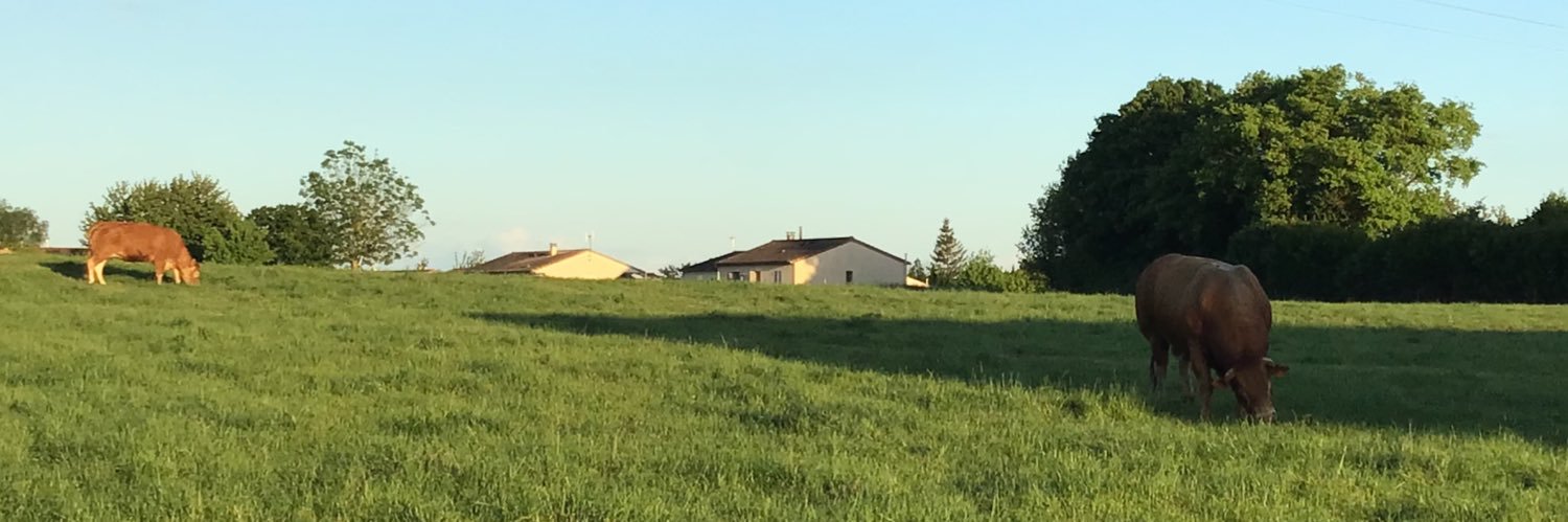 Nicolas Pizon banner