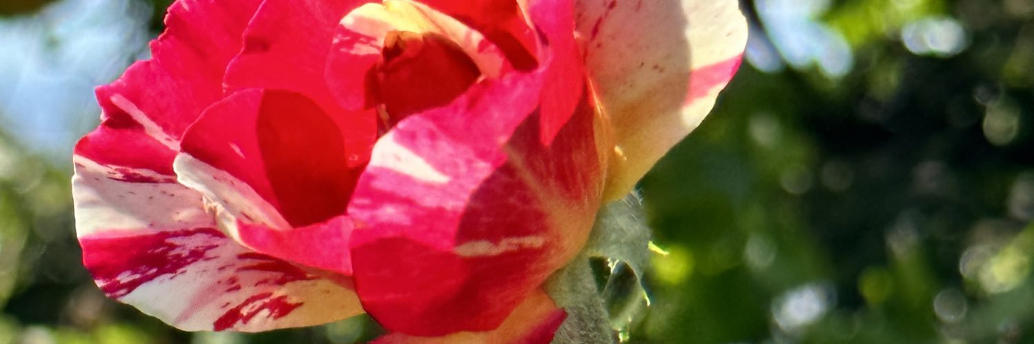 Rosso310's profile banner image