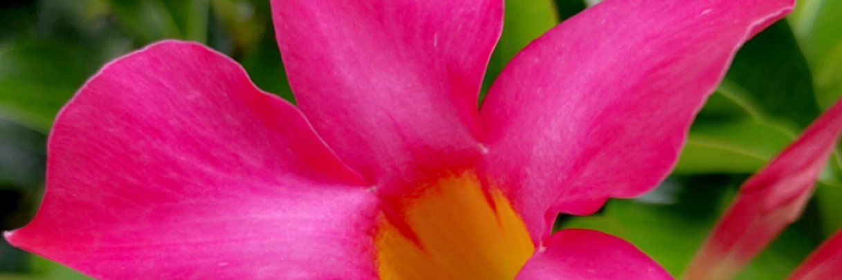 Shay banner