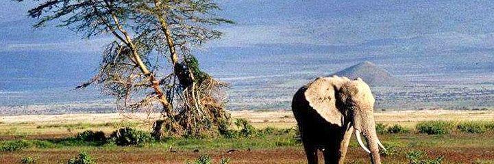 majormaina's profile banner image