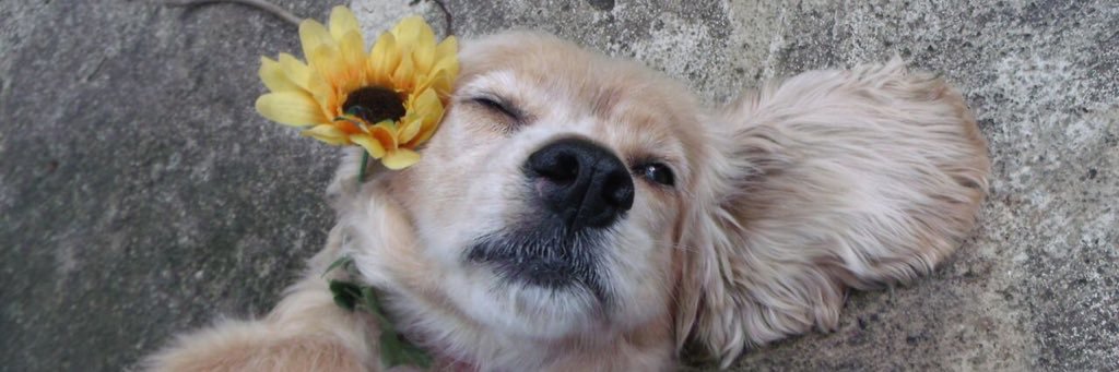 SianGabriellee's profile banner image