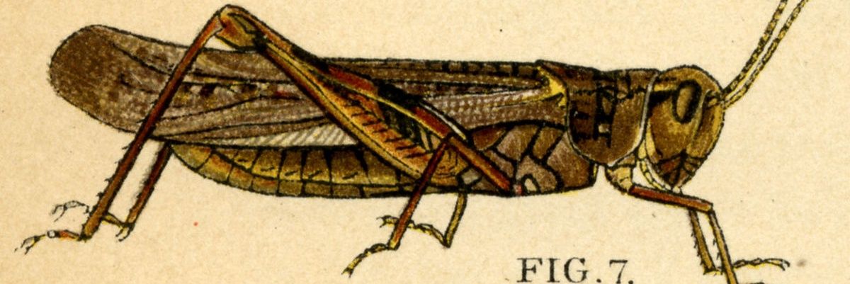 Lord of the Rocky Mountain Locust banner