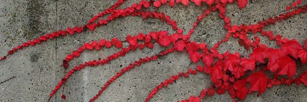 _ficus Profile Banner