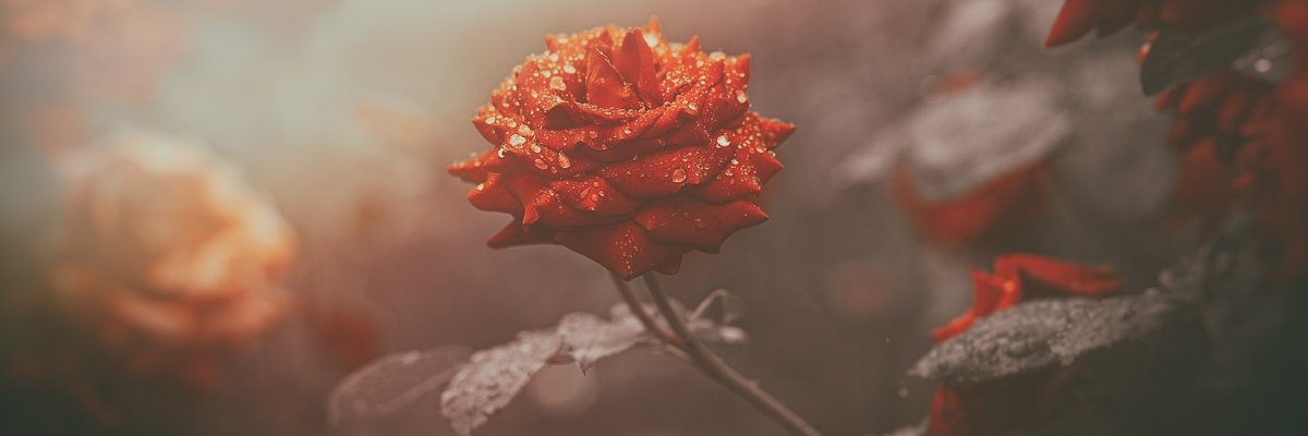 ekanephoto's profile banner image