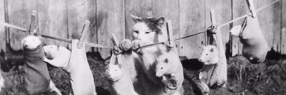 Jésica Lamonica Lima banner