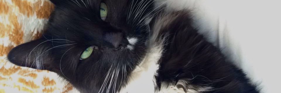dugastaylor2's profile banner image