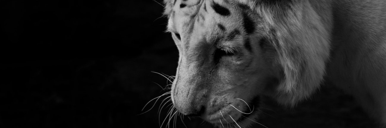BlackTigerBE's profile banner image