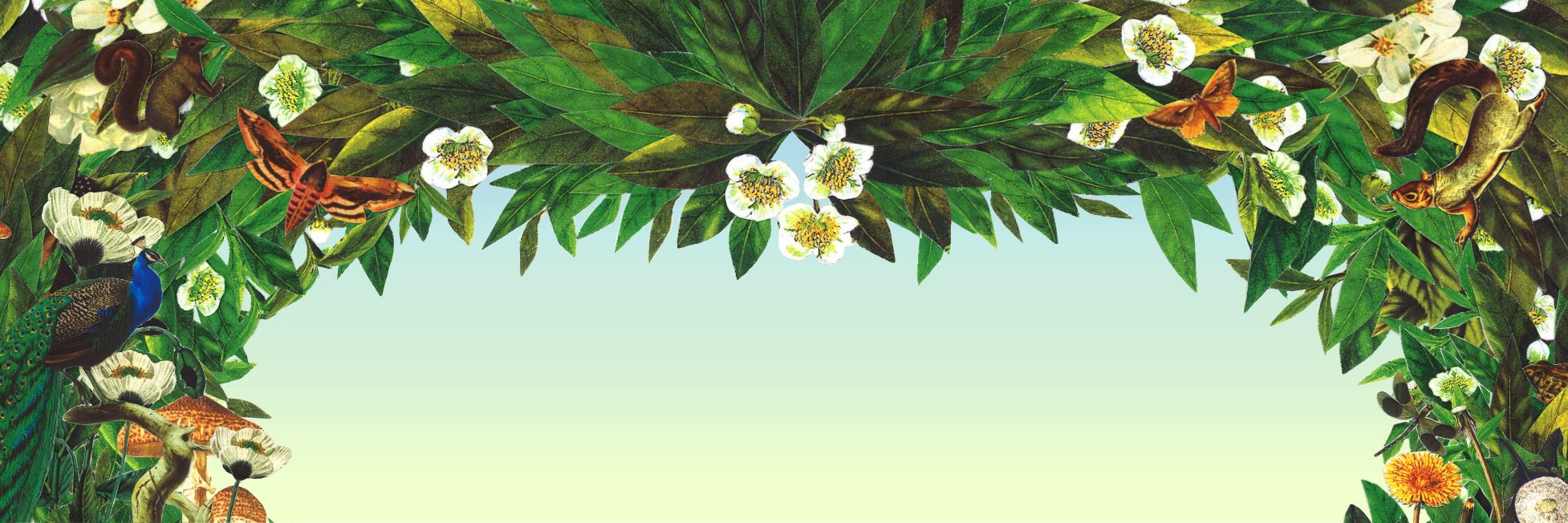 Ríonagh banner