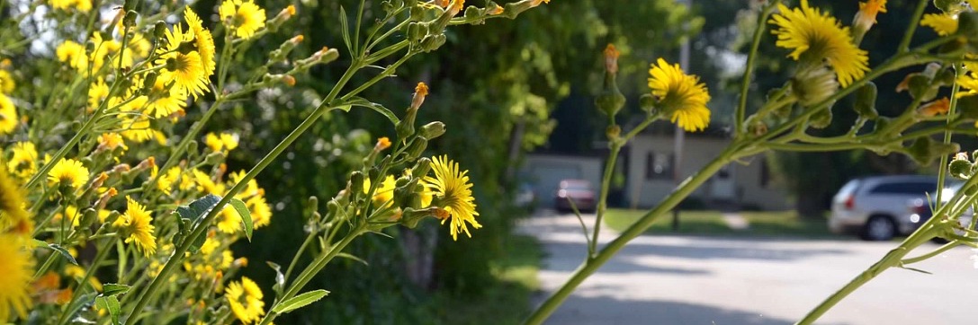 plottedgarden's profile banner image