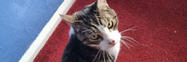 sajamor Profile Banner