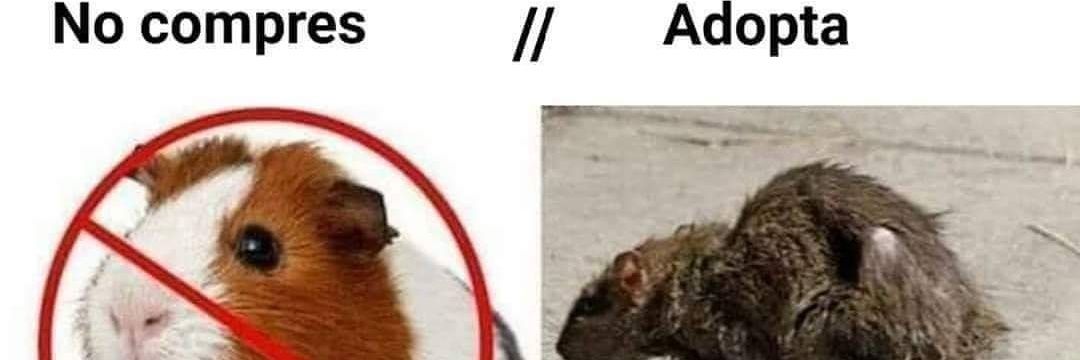 hanimalista banner