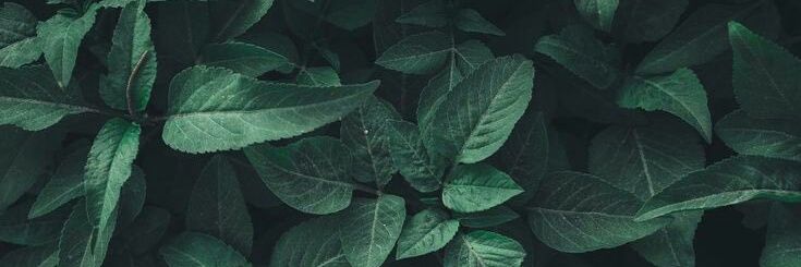 AngiArguello2's profile banner image