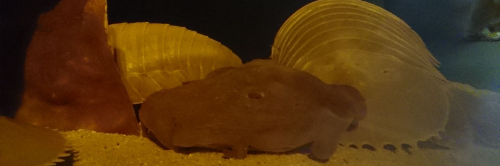 onibabala's profile banner image