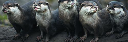 International Otter Survival Fund (IOSF) banner