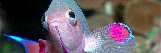 Monica Corchuelo banner