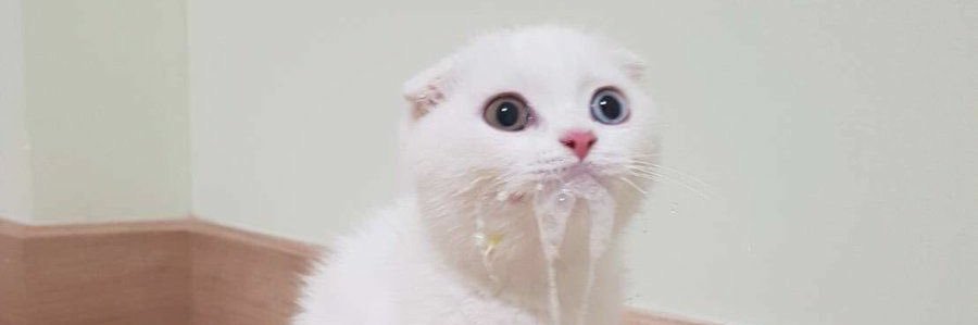 zirowes's profile banner image