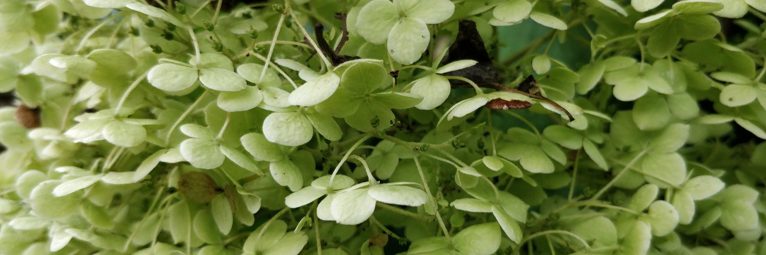 Karin Tasch 🇪🇺 banner