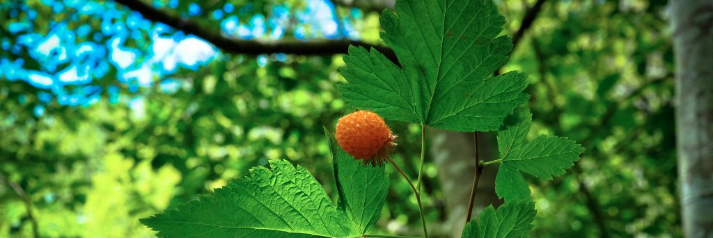 Farm Fresh Events banner