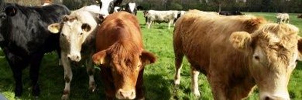 BEEFPLAN1 Profile Banner