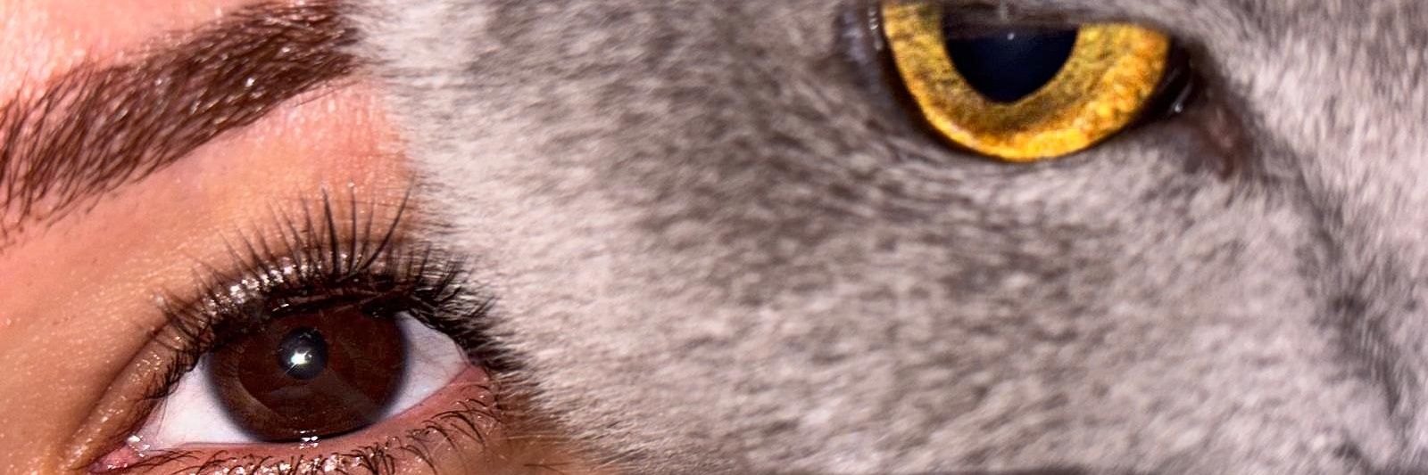 Denticeröz banner