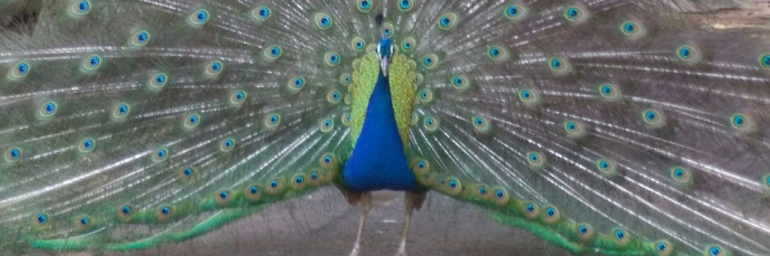JamilaMWilliams's profile banner image